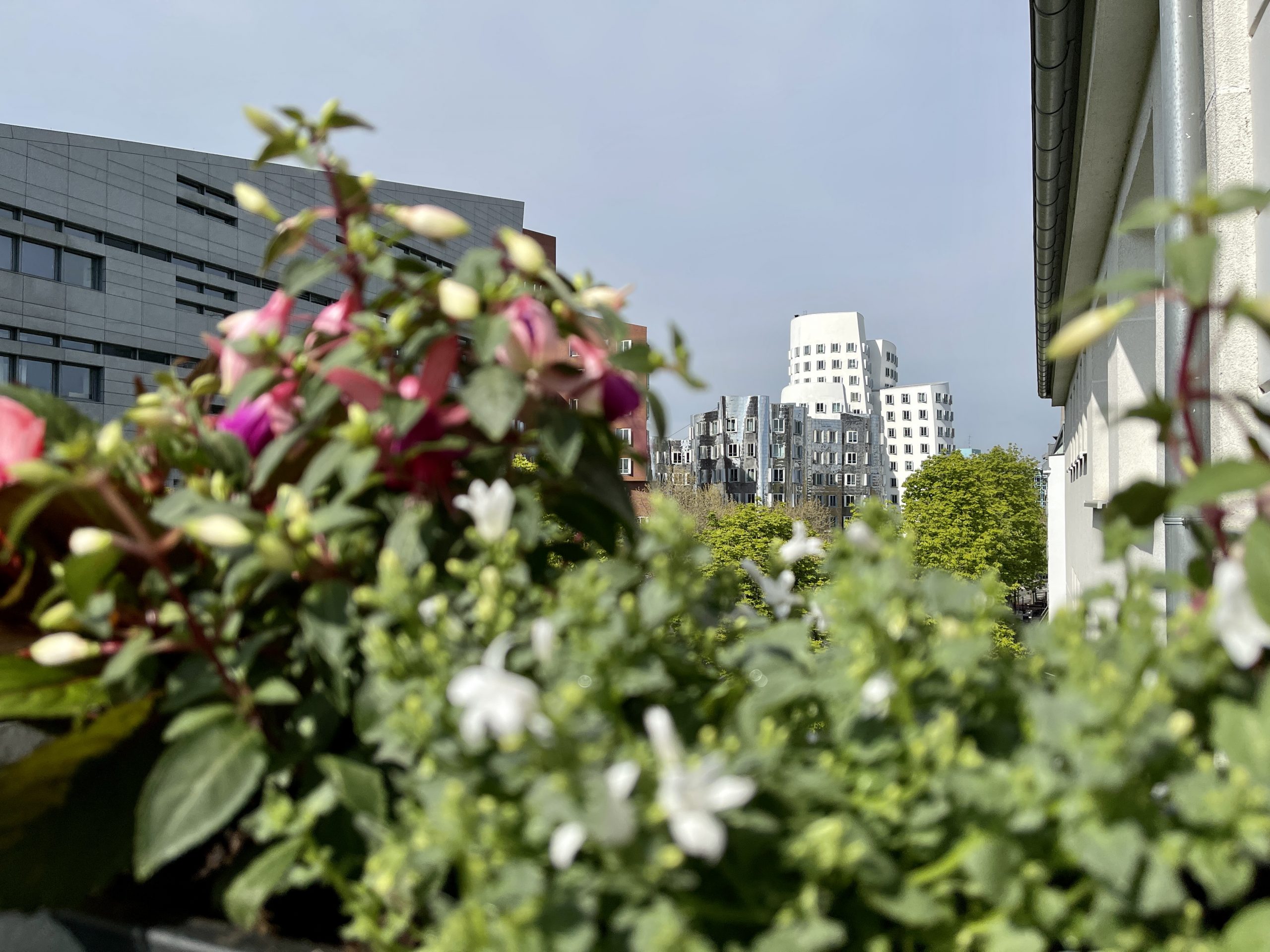 Blumenkästen kleiner Halbschatten Balkon | 8 Tipps für euren grüneren Balkon mit Bogie’s | Mr. Düsseldorf 2021 Blumenkästen kleiner Halbschatten Balkon | 8 Tipps für euren grüneren Balkon mit Bogie's | Mr. Düsseldorf 2021