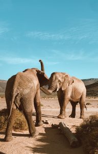 Reisebericht aus Kapstadt | Magazin – Mr. Düsseldorf | Safari Elefanten