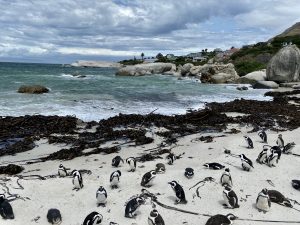 Reisebericht aus Kapstadt | Magazin - Mr. Düsseldorf | Pinguine Boulder's Beach