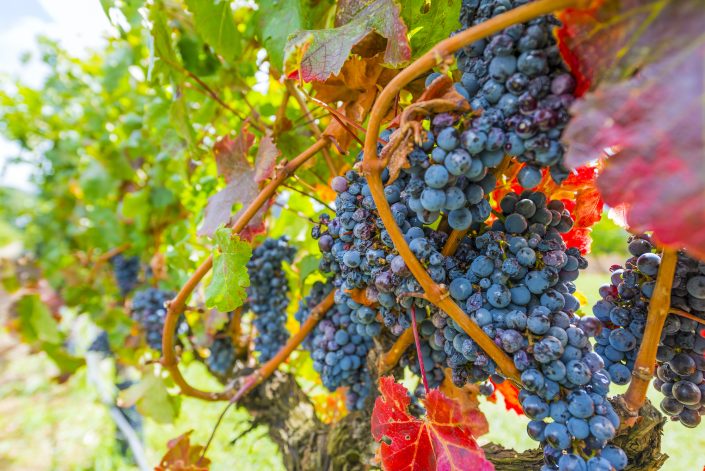 Reisebericht aus Kapstadt | Magazin – Mr. Düsseldorf | Franschhoek Wein Reisebericht aus Kapstadt | Magazin – Mr. Düsseldorf | Franschhoek Wein