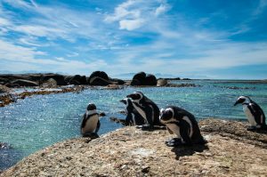 Reisebericht aus Kapstadt | Magazin - Mr. Düsseldorf | Pinguine Boulder's Beach