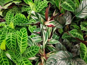 Pflanzen Nahaufnahme | 8 Tipps für einen grüneren Daumen | Mr. Düsseldorf 2021