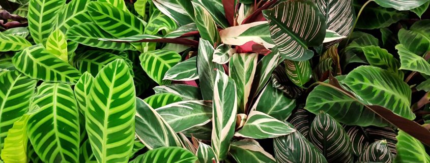 Pflanzen Nahaufnahme | 8 Tipps für einen grüneren Daumen | Mr. Düsseldorf 2021