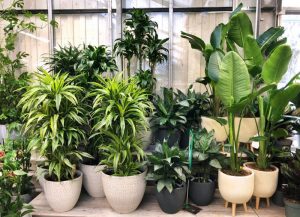 Zimmerpflanzen und Töpfe | 8 Tipps für einen grüneren Daumen | Mr. Düsseldorf 2021