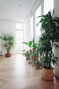 Zimmerpflanzen in unserem Eingangsbereich | 8 Tipps für einen grüneren Daumen | Mr. Düsseldorf 2021