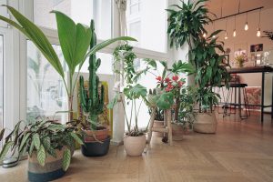 Zimmerpflanzen in unserem Eingangsbereich | 8 Tipps für einen grüneren Daumen | Mr. Düsseldorf 2021