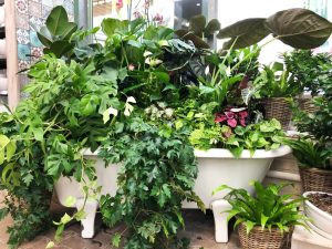 Pflanzenwanne bei Bogie's | 8 Tipps für einen grüneren Daumen | Mr. Düsseldorf 2021