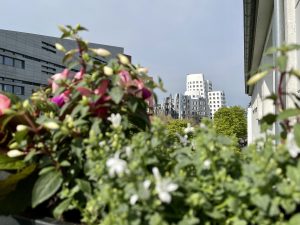 Blumenkästen kleiner Halbschatten Balkon | 8 Tipps für euren grüneren Balkon mit Bogie's | Mr. Düsseldorf 2021