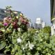 Blumenkästen kleiner Halbschatten Balkon | 8 Tipps für euren grüneren Balkon mit Bogie's | Mr. Düsseldorf 2021