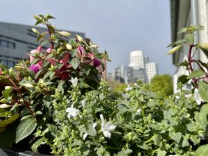 Blumenkästen kleiner Halbschatten Balkon | 8 Tipps für euren grüneren Balkon mit Bogie's | Mr. Düsseldorf 2021