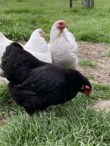 „Aber bitte mit Spargel“ mit Familie Heyes vom Berderhof & Christoph Holm | Podcast | rheingeredet | Mr. Düsseldorf | Foto: Hühner Berderhof