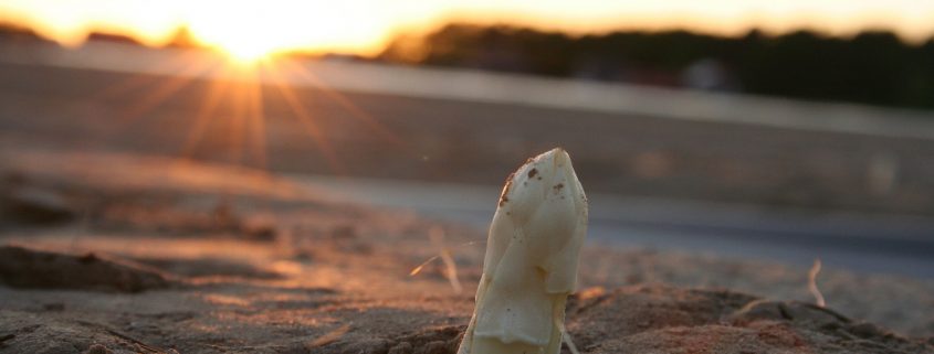 „Aber bitte mit Spargel“ mit Familie Heyes vom Berderhof & Christoph Holm | Podcast | rheingeredet | Mr. Düsseldorf | Foto: Spargel