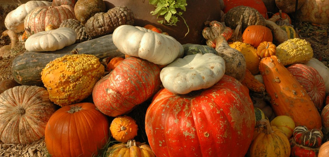 Top Kürbis-Tipps in Düsseldorf & Umgebung | Mr. Düsseldorf | Foto: unsplash