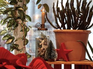 Bogie's Pflanzenwelt: Advent, Advent – ein Lichtlein brennt | Mr. Düsseldorf | Foto: Mr. Düsseldorf