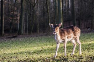 Wildpark | Die schönsten Parks in Düsseldorf | Mr. Düsseldorf | Foto: Pixabay
