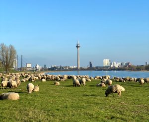 Rheinwiese | Top Sehenswürdigkeiten in Düsseldorf | Mr. Düsseldorf | Foto: Anna Bobrova