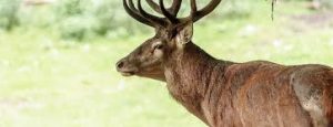 Wildpark Grafenberg | Die besten Tipps für Mama und Kind | Magazin | Mr. Düsseldorf | Foto: Wildpark Grafenberg