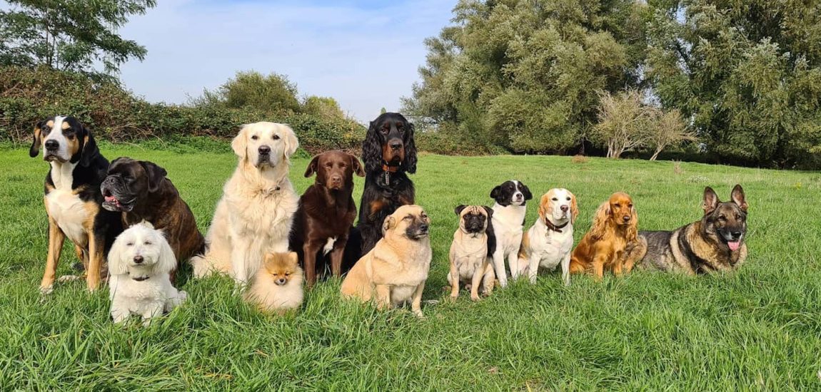 Top Tipps für dich & deinen Hund in Düsseldorf | Topliste | Mr. Düsseldorf | Foto: Ruschenburg