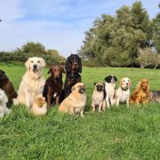 Top Tipps für dich & deinen Hund in Düsseldorf | Topliste | Mr. Düsseldorf | Foto: Ruschenburg