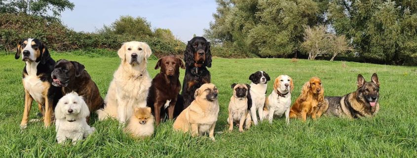 Top Tipps für dich & deinen Hund in Düsseldorf | Topliste | Mr. Düsseldorf | Foto: Ruschenburg