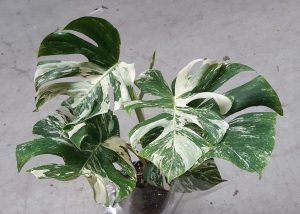 Die Blumen-Brüder | Top Geschäfte für Pflanzen kaufen in Düsseldorf | Topliste | Mr. Düsseldorf | Foto: Die Blumen-Brüder