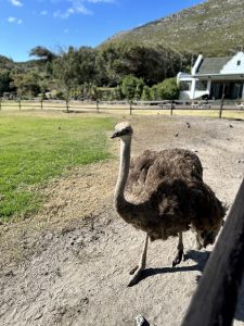 Besuch auf der Straßenfarm