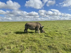 Gondwana Nashorn