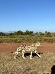 Gondwana Cheetah