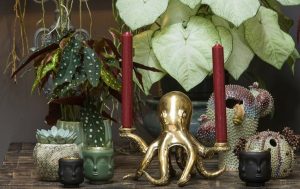 The Green Studio | Top Geschäfte für Pflanzen kaufen in Düsseldorf | Topliste | Mr. Düsseldorf | Foto: The Green Studio