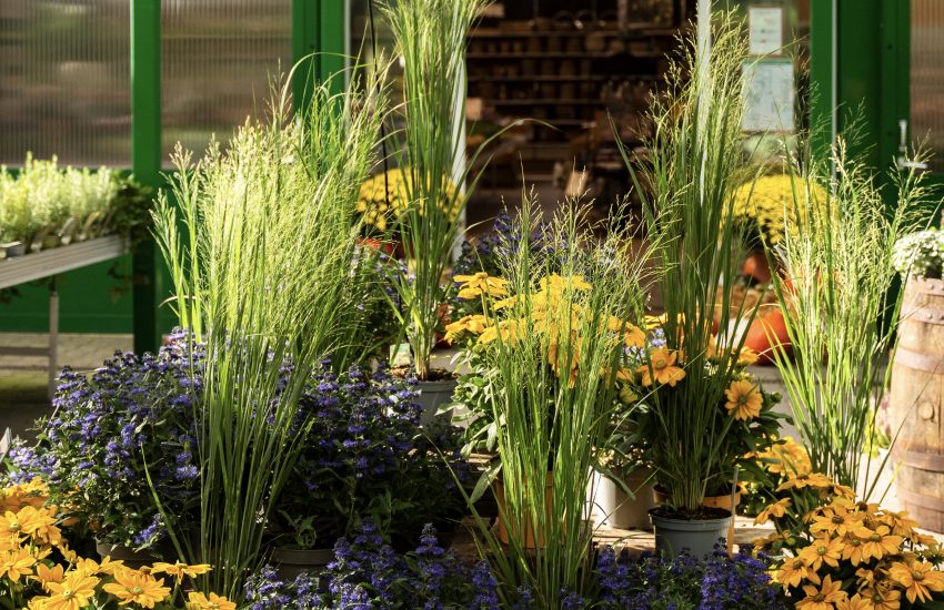 Schley's | Top Geschäfte für Pflanzen kaufen in Düsseldorf | Topliste | Mr. Düsseldorf | Foto: Nico Eifert Schley's | Top Geschäfte für Pflanzen kaufen in Düsseldorf | Topliste | Mr. Düsseldorf | Foto: Nico Eifert