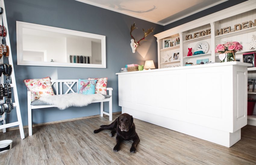 Kleine Helden | Top Tipps für dich & deinen Hund in Düsseldorf | Mr. Düsseldorf | Foto: Kleine Helden