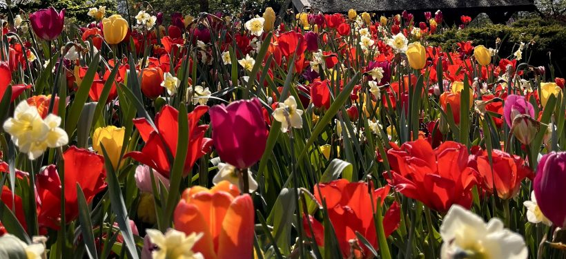 Ostern in Düsseldorf | Topliste Ostern | Topliste | Mr. Düsseldorf | Foto: Mr. Düsseldorf