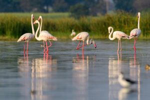 Flamingos | Top Tagesausflüge Holland | Magazin | Mr. Düsseldorf | Foto: Unsplash Shane Francis