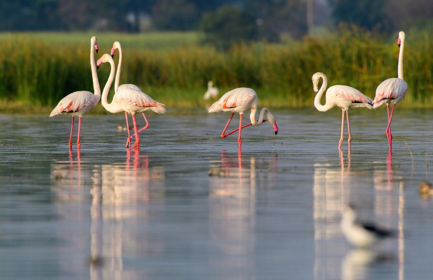 Flamingos | Top Tagesausflüge Holland | Magazin | Mr. Düsseldorf | Foto: Unsplash Shane Francis
