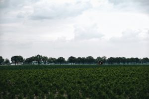 Nationalpark De Groote Peel | Top Tagesausflüge Holland | Magazin | Mr. Düsseldorf | Foto: Unsplash Julian Guttzeit
