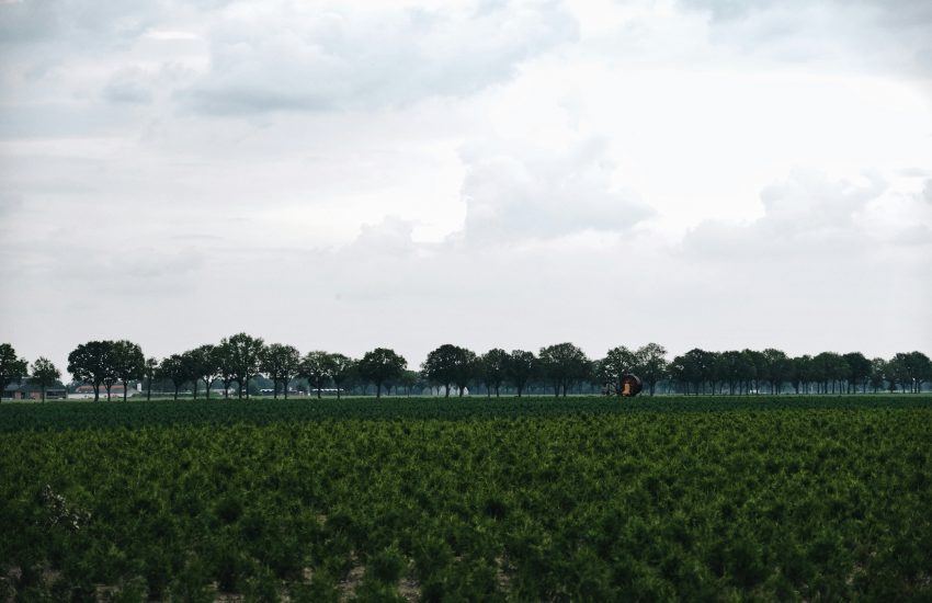 Nationalpark De Groote Peel | Top Tagesausflüge Holland | Magazin | Mr. Düsseldorf | Foto: Unsplash Julian Guttzeit