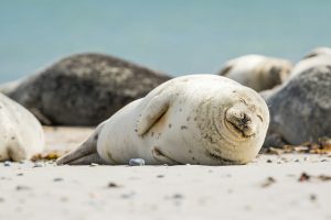 Seehundbeobachtungswand | Top Tagesausflüge Holland | Magazin | Mr. Düsseldorf | Foto: Unsplash Zdeněk Macháček