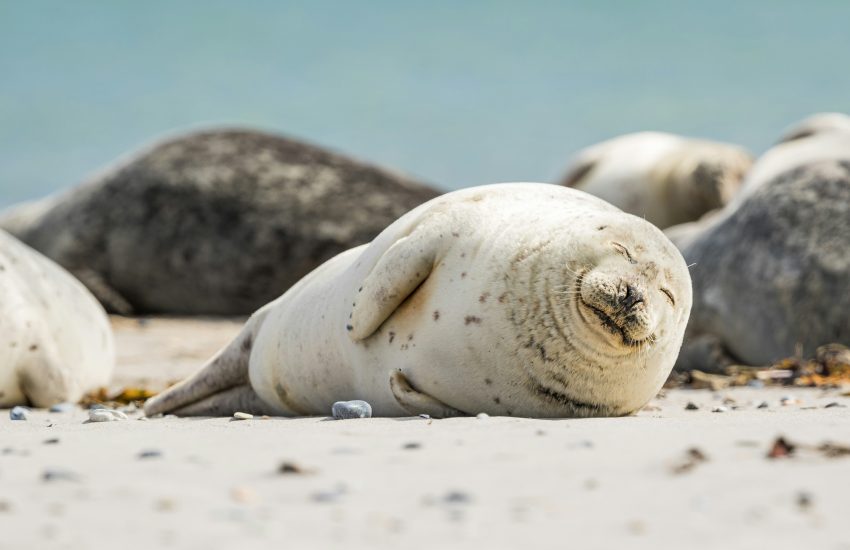 Seehundbeobachtungswand | Top Tagesausflüge Holland | Magazin | Mr. Düsseldorf | Foto: Unsplash Zdeněk Macháček